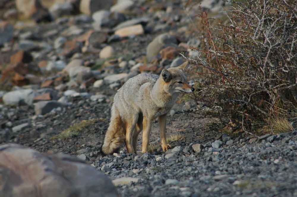 Zorro Gris - parque nacional Torres del Paine - Chile 4.jpg